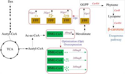 Elevated β-Carotene Production Using Codon-Adapted CarRA&B and Metabolic Balance in Engineered Yarrowia lipolytica